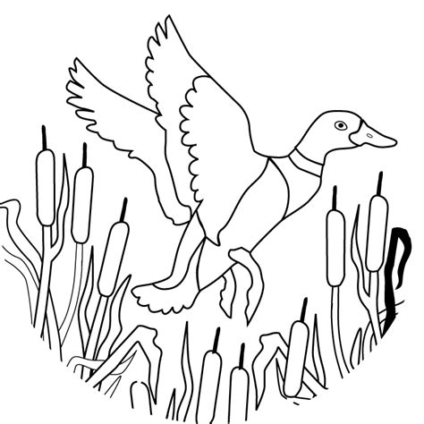 1) if you have javascript enabled you can click the print link in the top half of the page and it will automatically print the coloring page only and ignore the advertising and navigation at the top of the page. Mallard Duck Coloring Pages - Coloring Home