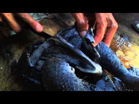 We did not find results for: Daging Ayam hitam atau ayam cemani asli - YouTube