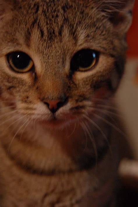 'eine katze hat neun leben, aber sie braucht nur eines.'. Tiger Katze Foto & Bild | tiere, haustiere, katzen Bilder ...