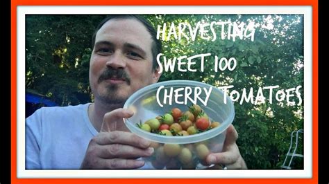 Plants need caging or staking, and produce fruit throughout the growing season. Harvesting Sweet 100 Cherry Tomatoes | Growing plants in ...