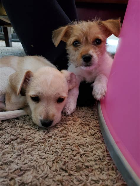 Italian greyhound puppy for sale. Chihuahua Puppies For Sale | Moses Lake, WA #304048