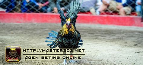 Sabung ayam sendiri menurut wikipedia adalah permainan melaga atau mengadu dua ekor ayam jago pada sebuah arena atau kalangan atau disebut juga dengan gelanggang aduan hingga salah satu. Kelebihan Serta Ciri-Ciri Ayam Peru / Peruvian Yang Asli