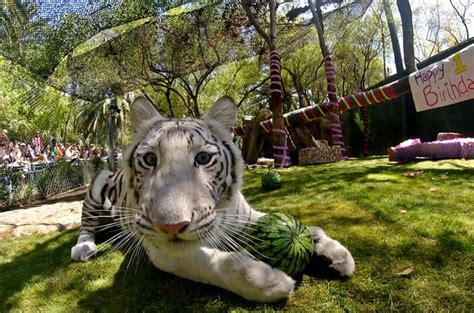 Call the mirage concierge to book your unique m life moment at 866.803.1914. Siegfried & Roy's Secret Garden and Dolphin Habitat at the ...