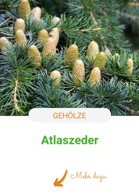 Denn die grundstücke sind kleiner geworden. Atlaszeder: Baum der Superlative | Vorgarten pflanzen ...