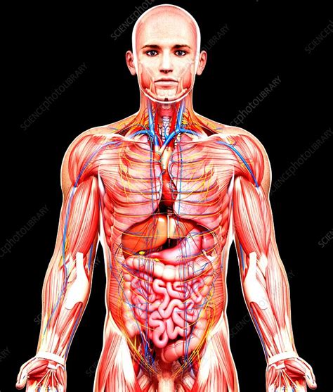 This diagram depicts male organs anatomy.human anatomy diagrams show internal organs, cells, systems, conditions, symptoms and sickness information and/or tips for healthy living. Male anatomy, artwork - Stock Image - F008/1510 - Science Photo Library