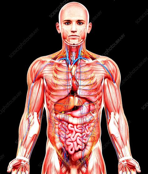 The male reproductive system is mostly located outside of the body. Male anatomy, artwork - Stock Image - F008/1510 - Science ...