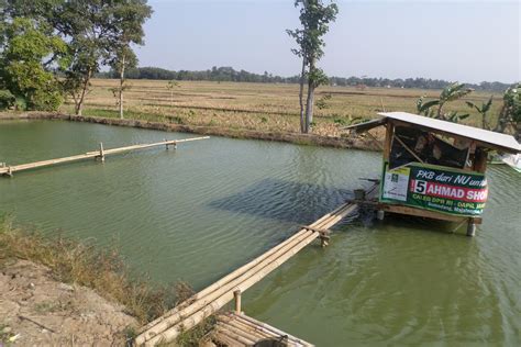 Apalagi untuk anda yang notabenya memiliki lahan terbatas dengan konsep rumah minimalis tentu membutuhkan perencanaan yang lebih matang dalam hal ukuran dan model kolam ikan tersebut. Kolam Ikan Di Sawah - Tentang Kolam Kandang Ternak