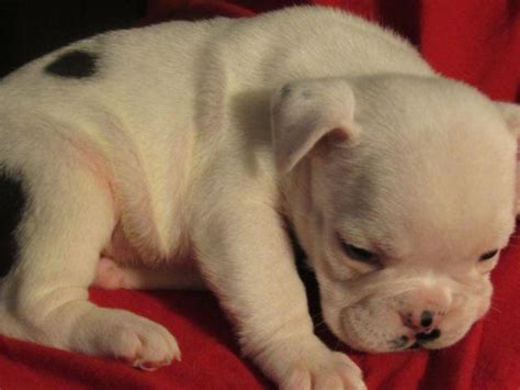 Our bullies are our family, we always provide the best of care for them and our puppies. AKC English Bulldog Male Puppy. for Sale in Oregon City ...