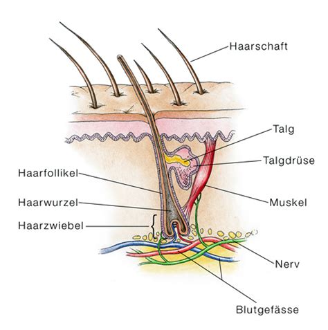 Was ist eine entzündung in der nase? Follikulitis der Vibrissen, Haarbalgentzündung - eesom ...