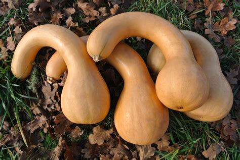 Maybe you would like to learn more about one of these? is gmo zucchini bad | AltHealthWorks.com