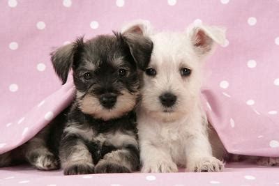 However, free miniature schnauzer dogs and. 'Miniature Schnauzer Puppies (6 Weeks Old)' Photographic ...