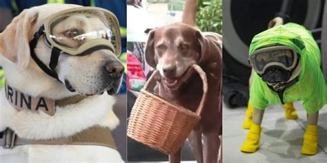 Desde el 2004, cada 21 de julio se celebra el día mundial del perro. Día Mundial del Perro: 5 héroes caninos que hicieron ...
