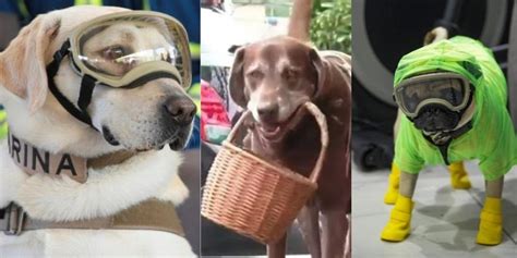 Maybe you would like to learn more about one of these? Día Mundial del Perro: 5 héroes caninos que hicieron ...