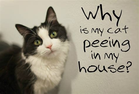 Does your whole house smells like dog urine, no matter what you do? Why Is My Cat Peeing in the House? | Cat pee smell, Cat ...