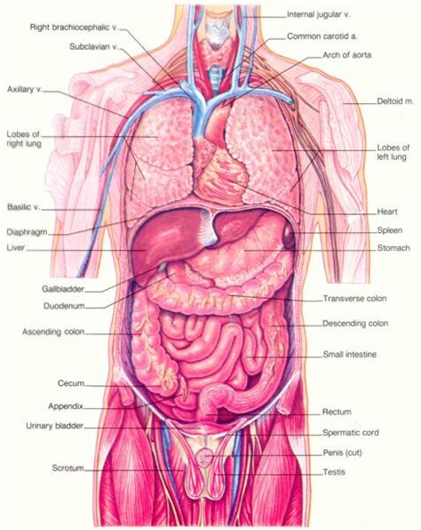 Get an overview of the male sexual anatomy and male reproductive system. Numbers1317.org - School Preparing Intelligent Educated ...