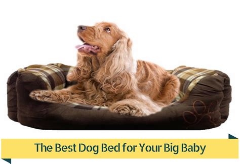 They develop physically incredibly fast, and this requires an impressive amount of energy. Top 5 Best Dog Beds For Large Dogs 2017 Buyer's Guide
