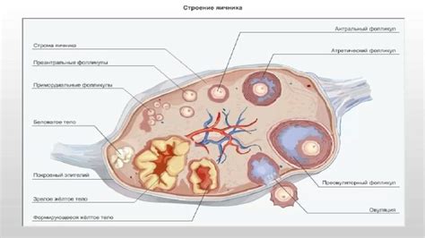 Ревакцинация позволяет его поддерживать на протяжении длительного времени. Антральные фолликулы: что это такое в яичниках, их норма и ...