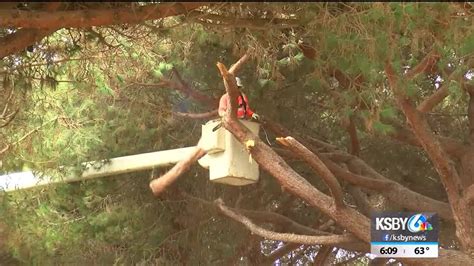 Peaking near 80', it can cover your house, providing great sun protection. Italian Stone Pine trimming begins in Lompoc - YouTube