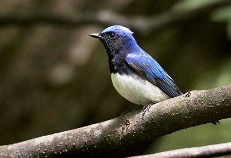 Harga burung decu gacor sekitar rp 250.000 hingga rp 350.000. Gambar Burung Decu Kembang - Klik OK