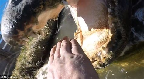 How long can elephants run for? Man at Colorado Gator Farm puts his hand in an alligator's ...