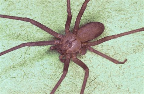Red hourglass on otherwise black spider. Survival Basics and How To Survive: Black Widow and Brown ...