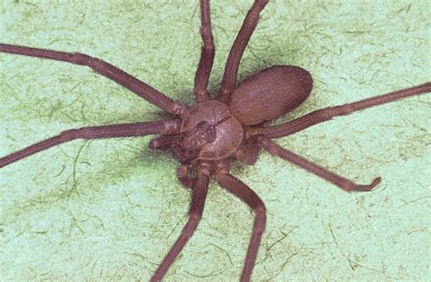 Hospital treatment is sometimes needed, but fatal bites are rare. Survival Basics and How To Survive: Black Widow and Brown ...