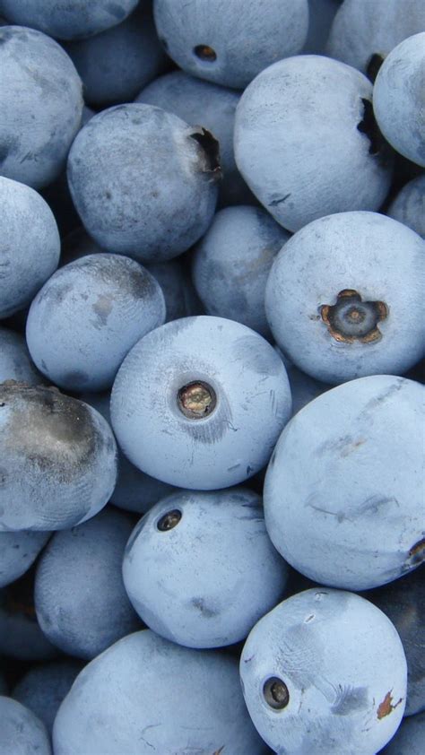 Our guide to summer berries: Blueberries, ripen, fruits, 720x1280 wallpaper | Fruit ...