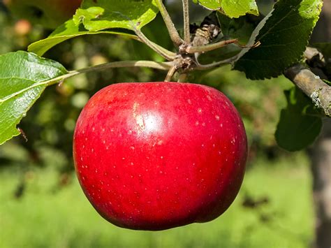 Download in under 30 seconds. Free stock photo of apple, fruit, nature