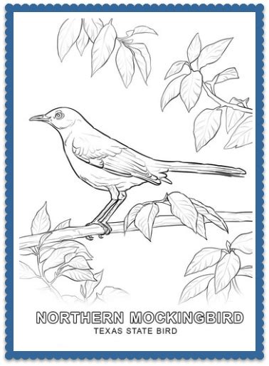 There are 50 pages of coloring sheets to explore all the great states. Pin on USA State Birds