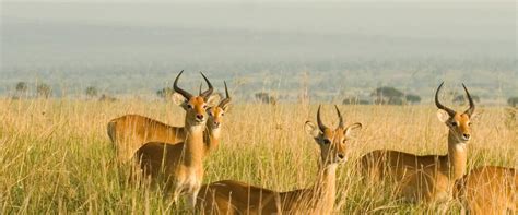 Public holidays can be different depending on the state or territory you're in. Uganda Public Holidays 2019 - PublicHolidays.africa