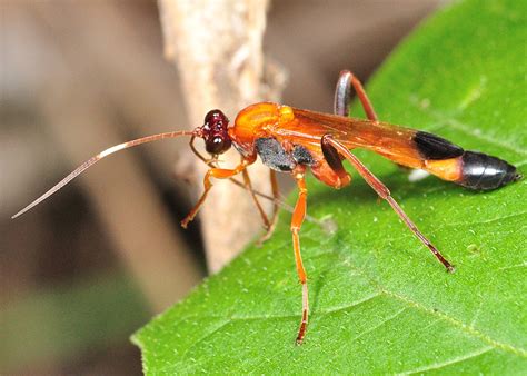 The abdomen is banded with white. Black-tipped Orange Ichneumon Wasp - Ctenochares bicolorus