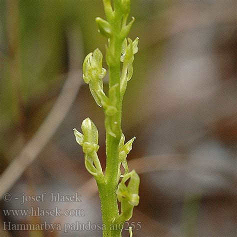 It grows in bogs in temperate and subarctic regions of the northern hemisphere. Hammarbya paludosa Měkkyně bahenní Wątlik błotny Malaxis ...