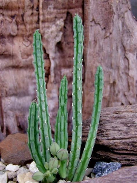 ✔ milyonlarca premium yüksek kalitede, ⬇ telif haksız, uygun fiyatlı fotoğraf, imaj ve resimlerin bulunduğu en iyi stok fotoğraf şirketinden cactus with red flowers stok ✔ fotoğraflar indirin. Stapelia olivacea (African Starfish Flower) | Cactos e ...