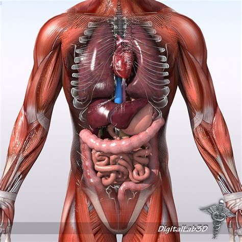 The axial skeleton and the appendicular skeleton. Human Male Anatomy 3D Model MAX OBJ FBX C4D LWO LW LWS MA ...