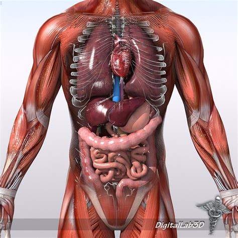 It is composed of many different types of cells that together create tissues and subsequently organ systems. Human Male Anatomy 3D Model MAX OBJ FBX C4D LWO LW LWS MA ...