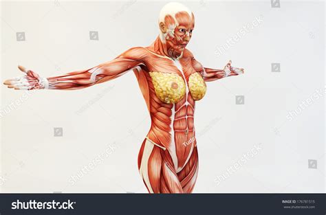 Every main muscle in the body is labeled and painted to the highest standards. Female Muscle Anatomy Stock Illustration 176781515 ...