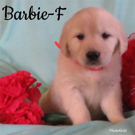 Here at d&j golden retriever puppies, we have been breeding dogs for over 15 years! Anna Fisher Has Golden Retriever Puppies For Sale In New ...