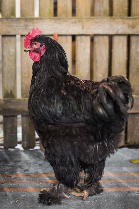 Black monday was a bleak day for the stock market. Big black cock sitting near the | High-Quality Animal ...