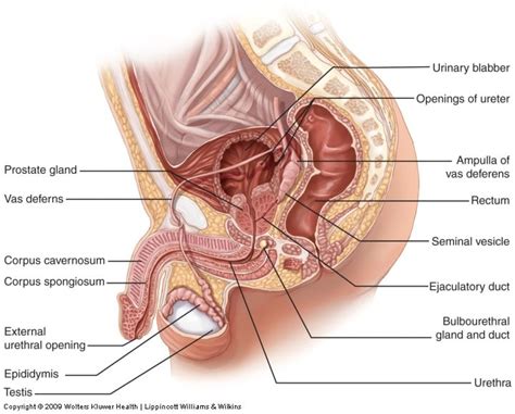In this type of reproductive system. The Male Reproductive System: Anatomy and Phyisiology