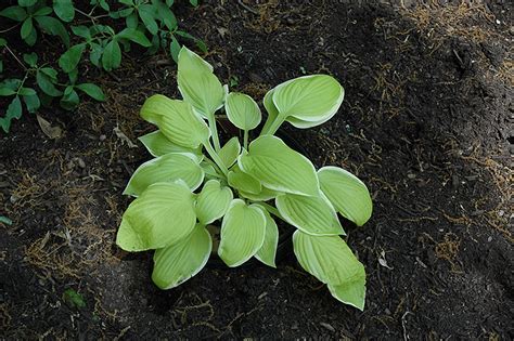 Planting hosta bulbs (bare root hostas) is an easy way to bring some stunning ornamental foliage to a shady spot in the garden landscape recommended. St. Elmo's Fire Hosta (Hosta 'St. Elmo's Fire') in ...
