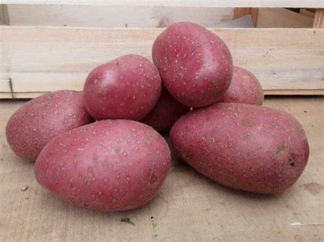 Maybe you would like to learn more about one of these? Gnocchi di patate ricetta della nonna | Il segreto per un ...