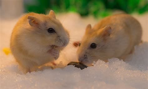 1000 x 1000 jpeg 251 кб. Hamster Picture 835 1000 Jpg : Two Communication Lessons ...