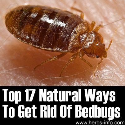 Yes eating a venoumous spider can kill a cat. 17 Natural Ways To Get Rid Of Bedbugs. By placing a ...