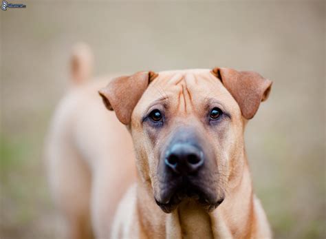 Vous vous absentez quelques jours ? Chien de garde