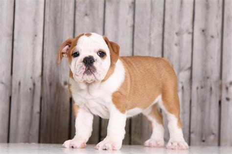 If you see an english bulldog puppy priced below $1,500, beware. Bulldog, Two Lovely English Bulldog Puppies, Dogs, for Sale, Price