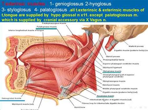 The human tongue has a complex architecture, consistent with its complex roles in eating the present study determines how tongue muscles scale in volume relative to tongue size, and what is the proportionality of functional muscle groups, such as antagonists, or extrinsic/intrinsic muscles? 87 Muscles of the tongue - YouTube