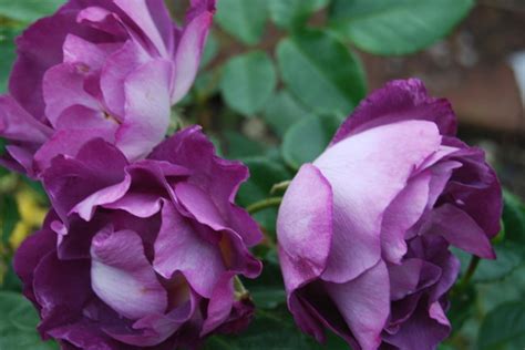 A stunning floribunda with an abundance of blue/lilac/mauve blooms in clusters. Rose Blue For You : Grows on You
