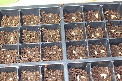 Why use homemade seed starting mixes? Starting Seeds Indoors - The Curious Road