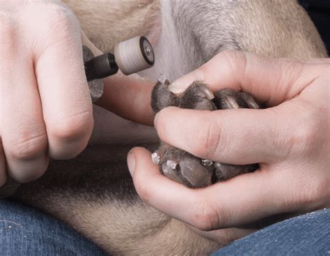 It's easier to find the right range for dogs with clear or light colored nails, while it can be a bit trickier with dark nails. Step By Step Directions on How to Clip Your Dog Nails ...