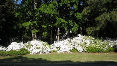 Maybe you would like to learn more about one of these? Splendid Sass: Flowers Galore In the South ~ Montgomery ...